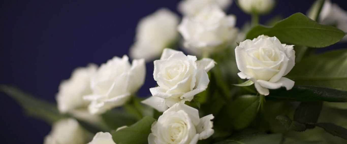 Ein Strauß weißer Rosen vor einem dunklen Hintergrund.
